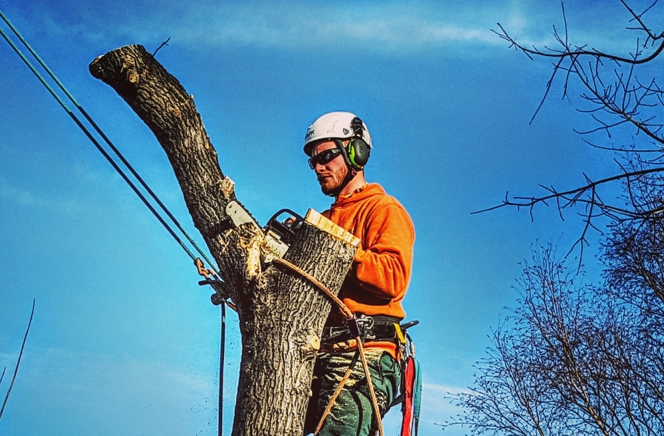 удаление опасных деревьев